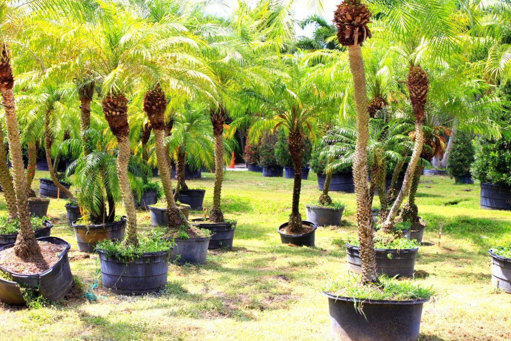 Palm Trees Miami