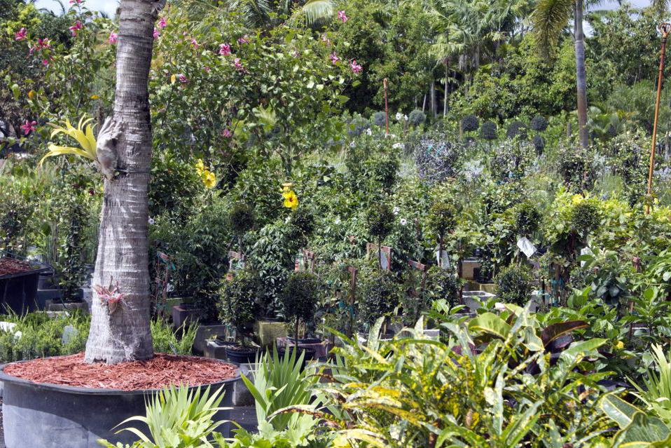 迈阿密树木和植物